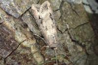Agrotis ipsilon