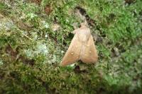 Mythimna albipuncta