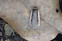 Ochropleura leucogaster
