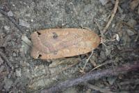 Noctua pronuba