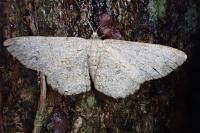 Hypomecis punctinalis