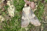 Agrotis puta