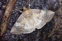 Tethea ocularis