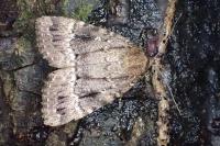 Amphipyra pyramidea