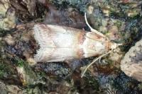 Acrobasis tumidana