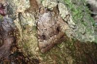 Amphipyra pyramidea