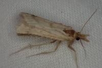 Synaphe punctalis