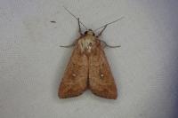 Mythimna albipuncta