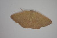 Cyclophora puppillaria