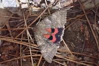 Catocala nupta