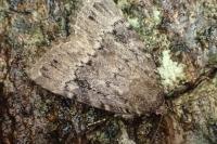 Amphipyra pyramidea