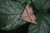 Hypena proboscidalis