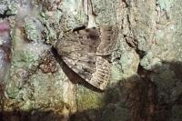 Amphipyra pyramidea