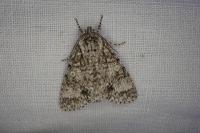 Acronicta megacephala