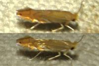 Phyllonorycter quercifoliella