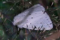 Spilosoma lubricipeda