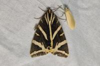 Euplagia quadripunctaria