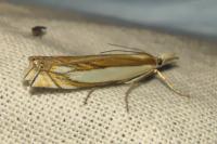 Crambus pascuella