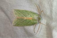 Pseudoips prasinanus