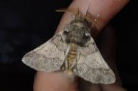 Thaumetopoea processionea