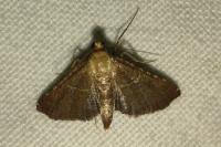 Endotricha flammealis