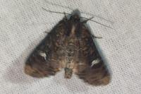 Mesapamea secalella/secalis