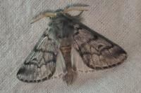 Thaumetopoea pityocampa