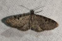 Eupithecia virgaureata