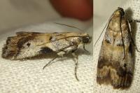 Acrobasis fallouella/glaucella
