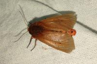 Phragmatobia fuliginosa