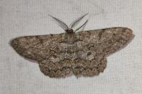 Hypomecis punctinalis