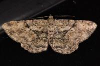 Peribatodes rhomboidaria