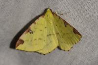 Opisthograptis luteolata