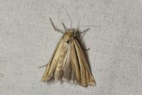 Ancylolomia tentaculella