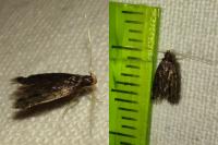 Eurodachtha siculella