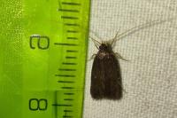 Homaloxestis briantiella