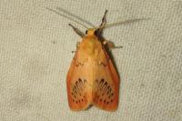 Miltochrista miniata