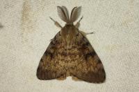 Lymantria dispar