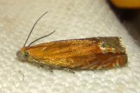 Lathronympha strigana