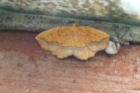 Epione repandaria