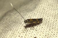 Euspilapteryx auroguttella