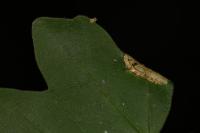 Phyllonorycter acerifoliella