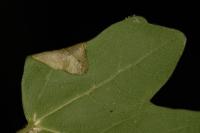 Phyllonorycter acerifoliella