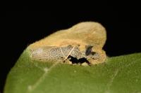 Phyllonorycter acerifoliella