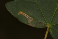 Stigmella aceris