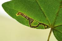 Stigmella aceris