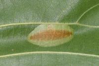 Phyllonorycter klemannella