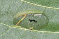 Phyllonorycter klemannella