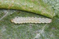 Phyllonorycter klemannella