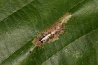 Phyllonorycter rajella